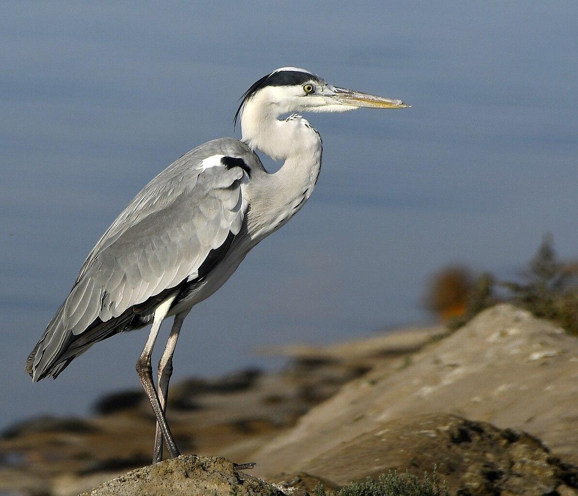 A photograph of a grey heron