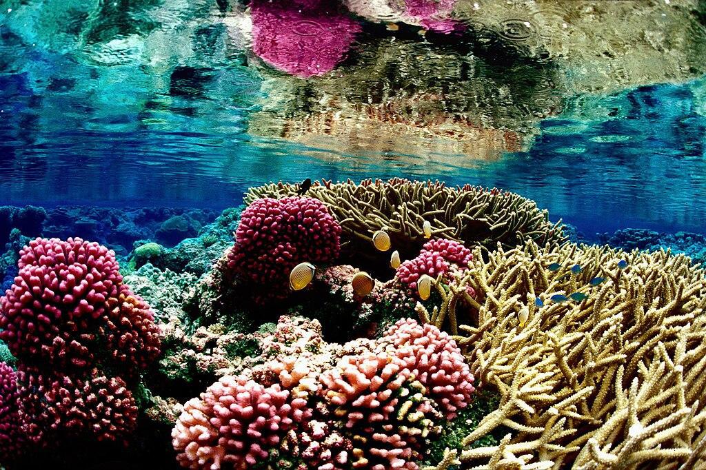 A photograph of a section of coral reef at Palmyra