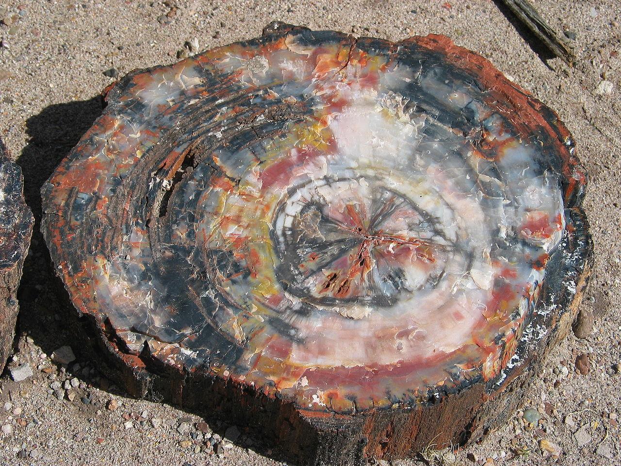 A photograph of a petrified tree stump