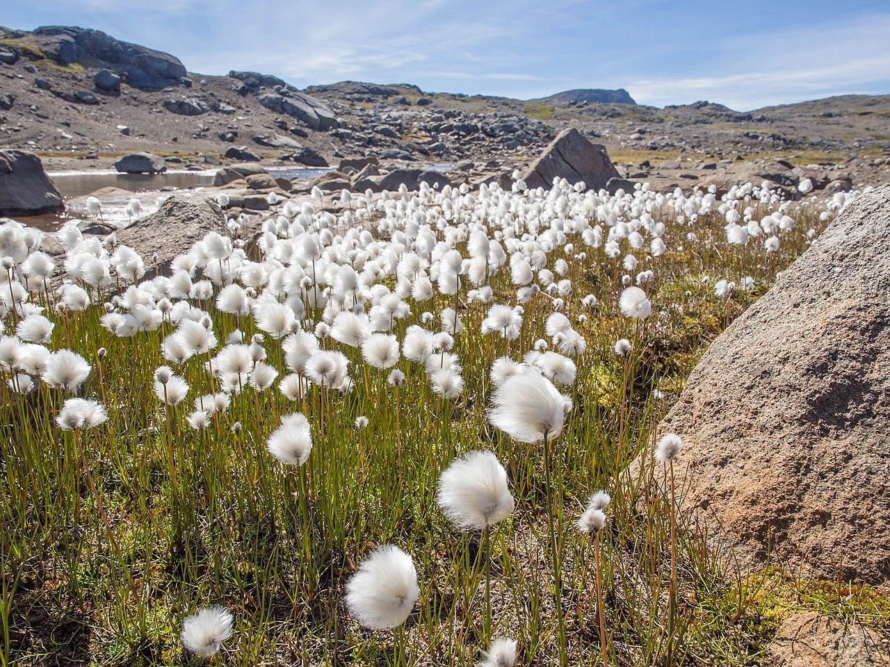 A photograph of cotton flowers pictured on Greenland