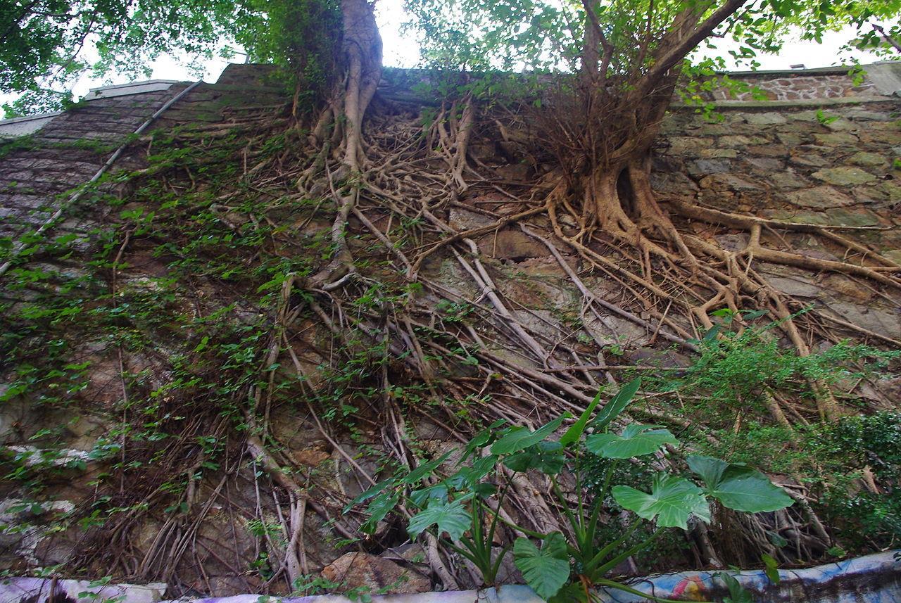 A photograph showcasing the vines of a tree spreading across a wall