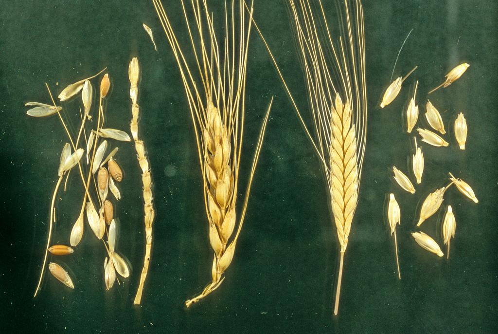 A photograph of naked and hulled wheat on display