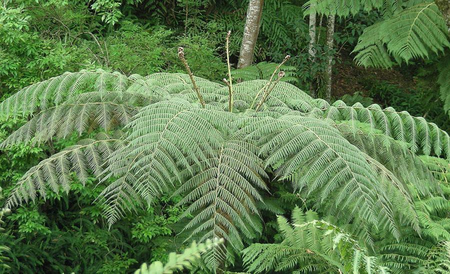 Large leaves of a fern tree pictured in a forest