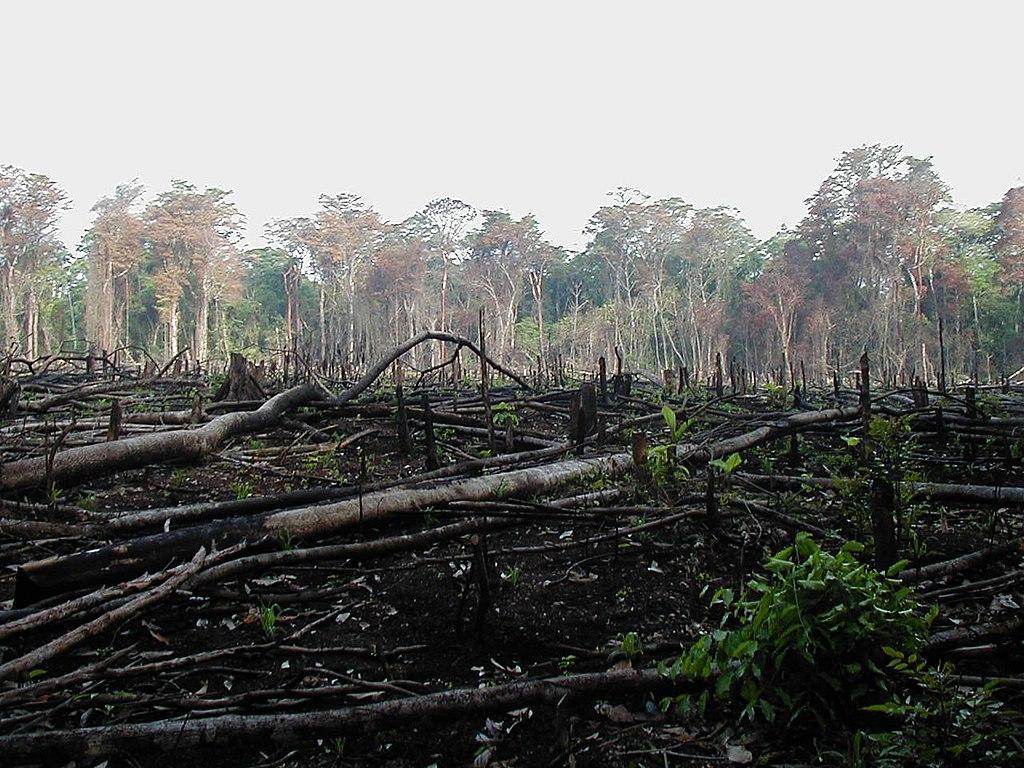 A photograph of a destroyed forest