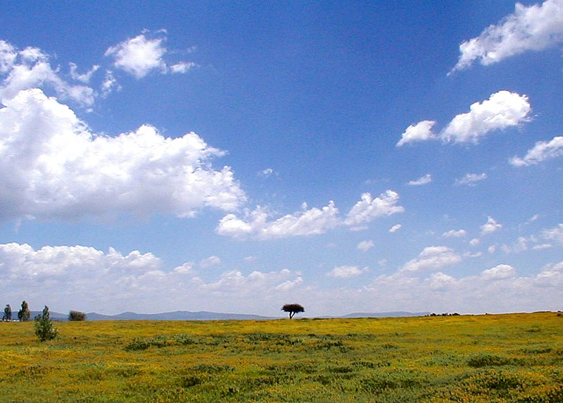 Field in South Central Mexico