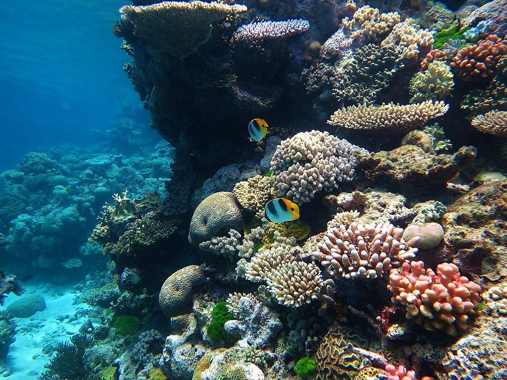 A photograph of several coral reefs