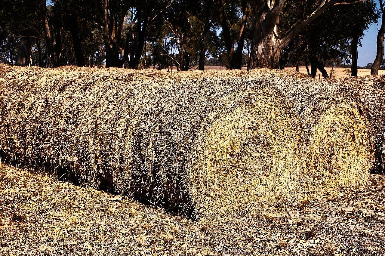 A photograph of several large bales of hay