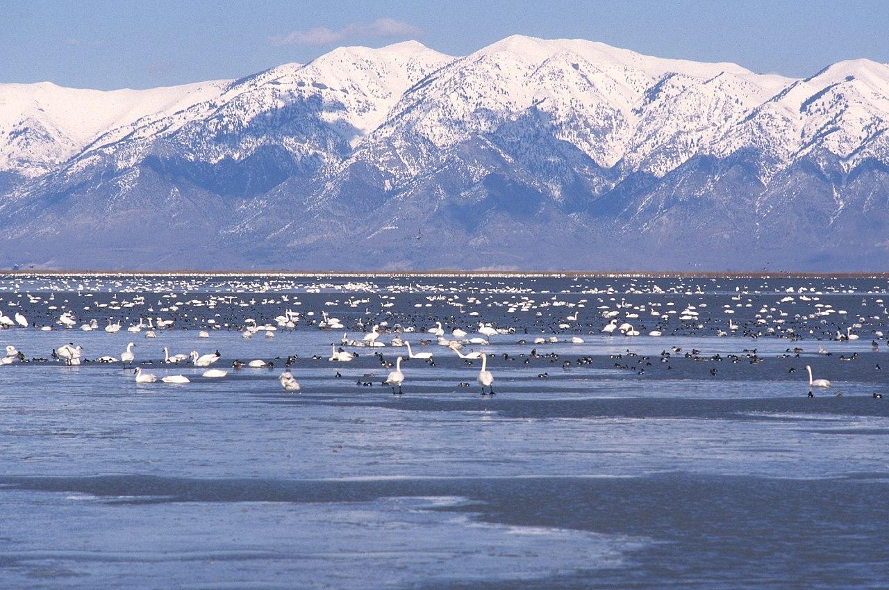 A photograph of numerous birds at the Great Salt Lake