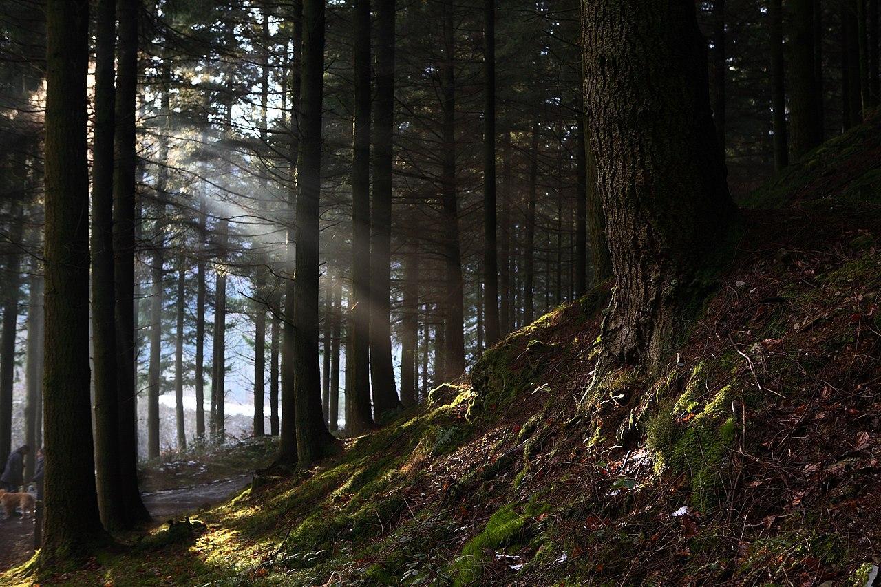 A photograph of several trees in a forest