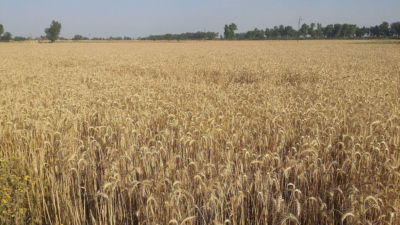 A photograph of a large field of wheat crops