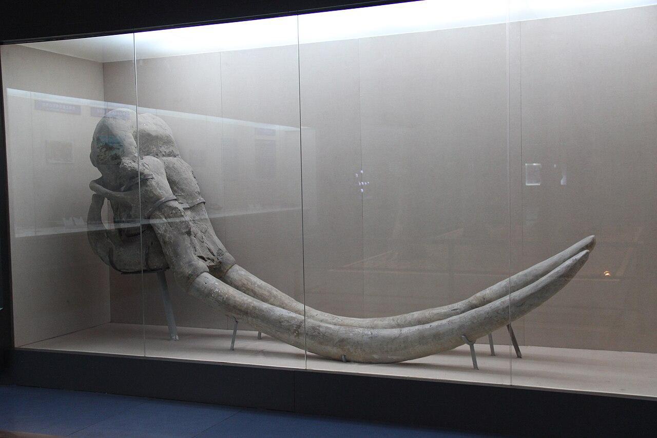 A photograph of a mastodon skull