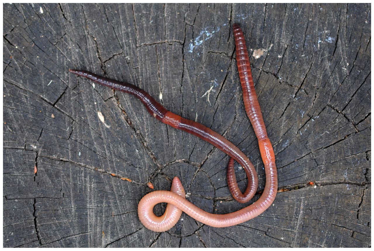 A photograph of large earthworms