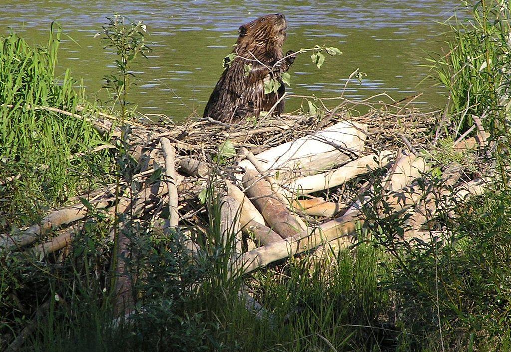 A photograph of a beaver building a dam
