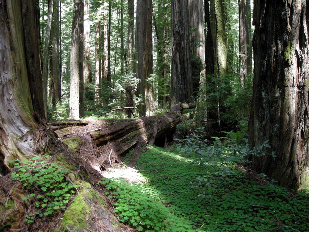 A photograph of several redwood trees found in California