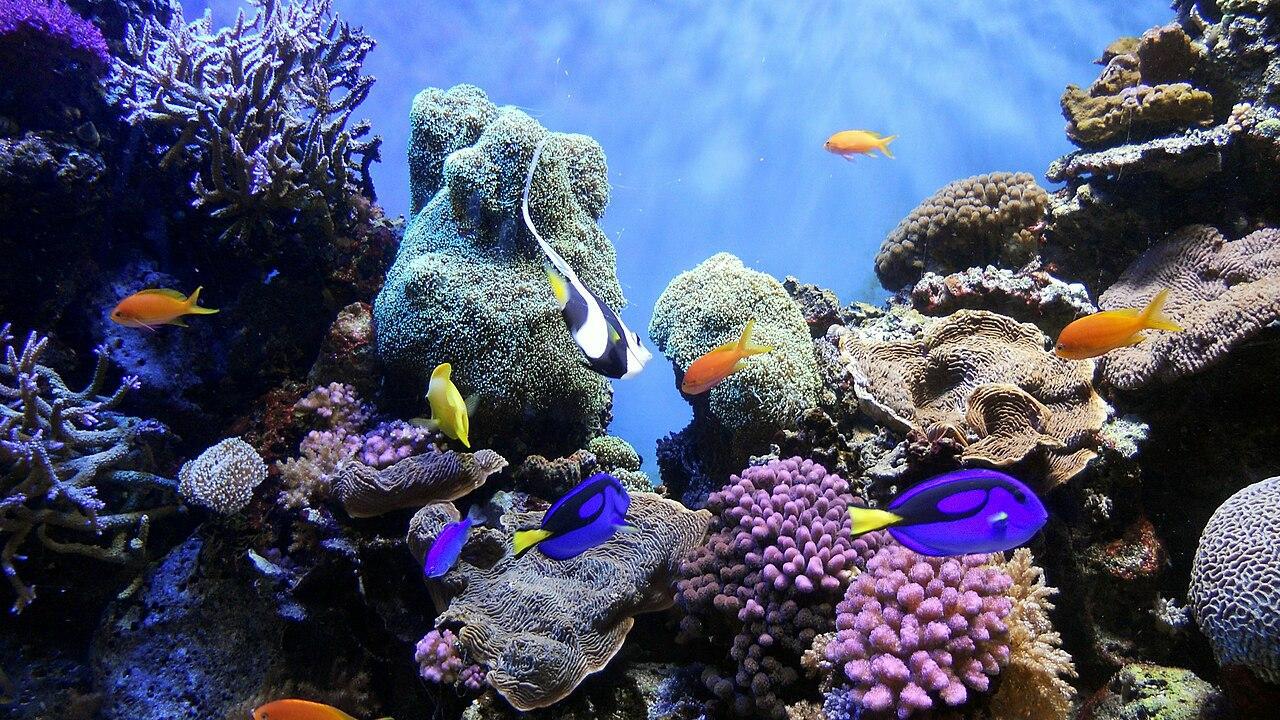 A photograph of several fish swimming around a coral reef