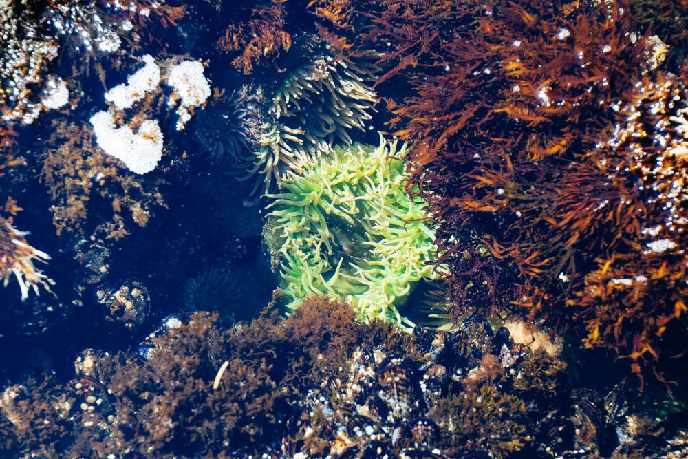 A photograph of a collection of shallow coral reefs