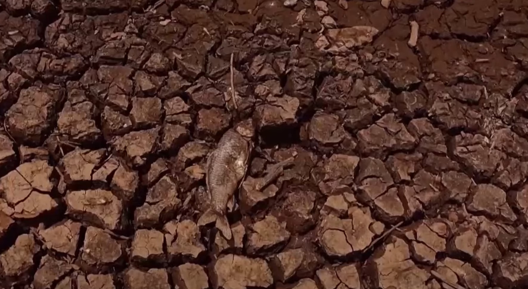 Dried up lagoon with a dead fish