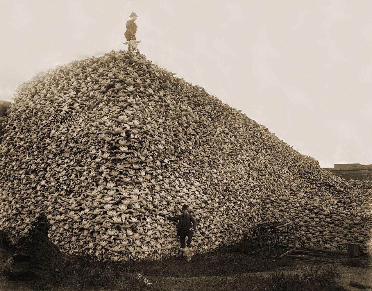 A photograph of tens of thousands of bison skulls in the US