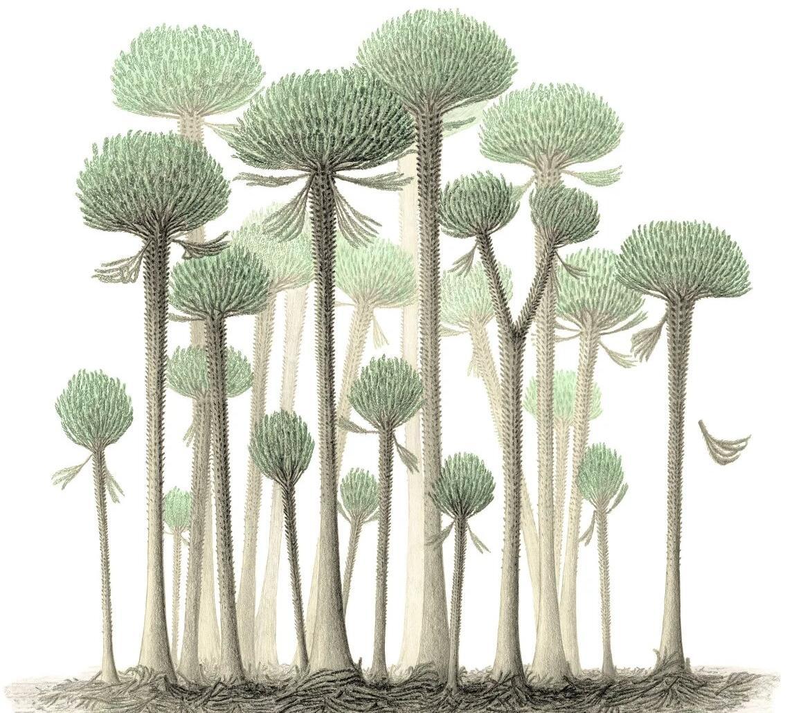 An artist's recreation of what the Calamophyton trees may have looked like