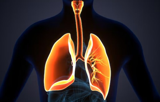 Digital visual of lungs