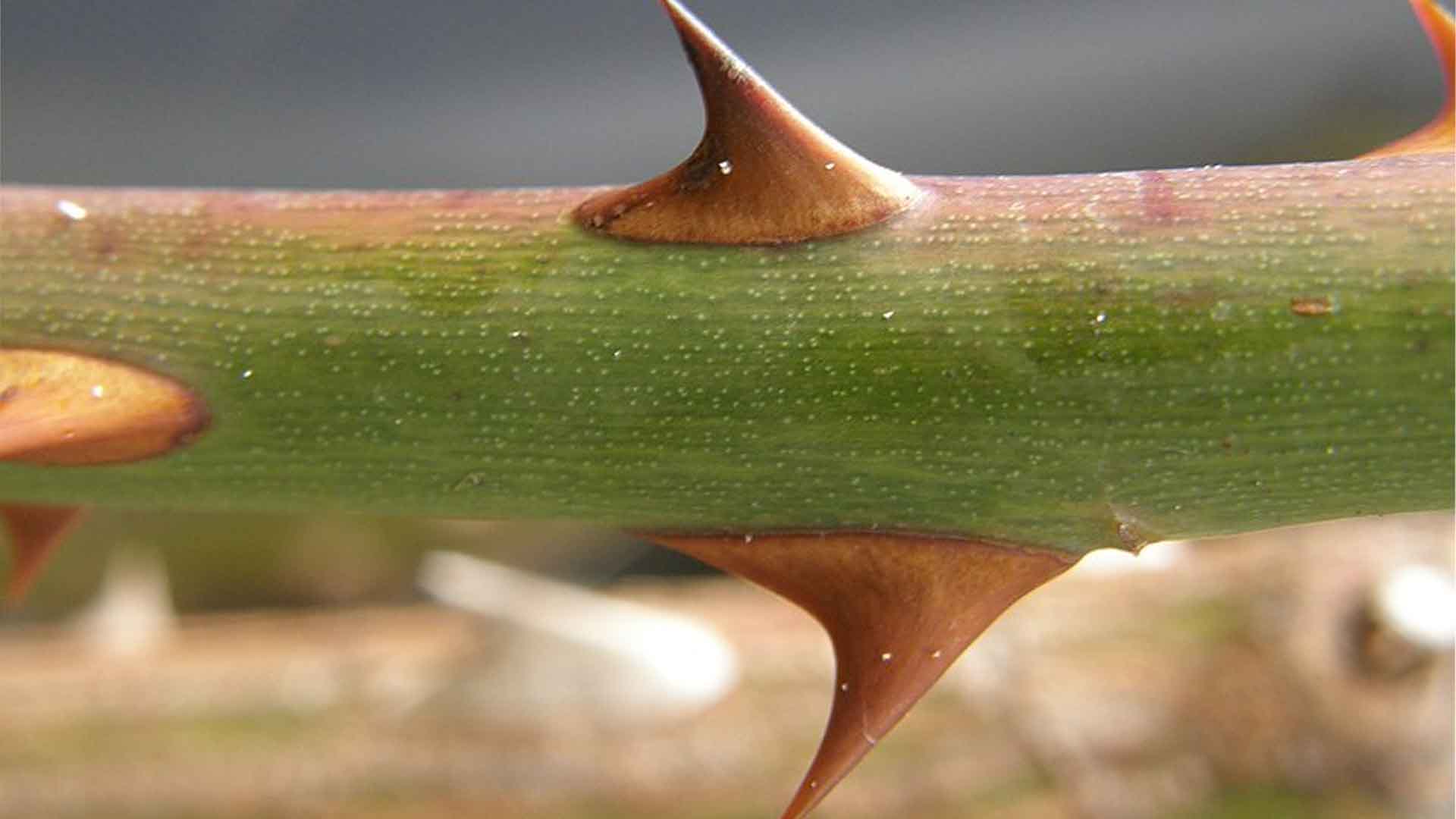 rose thorns