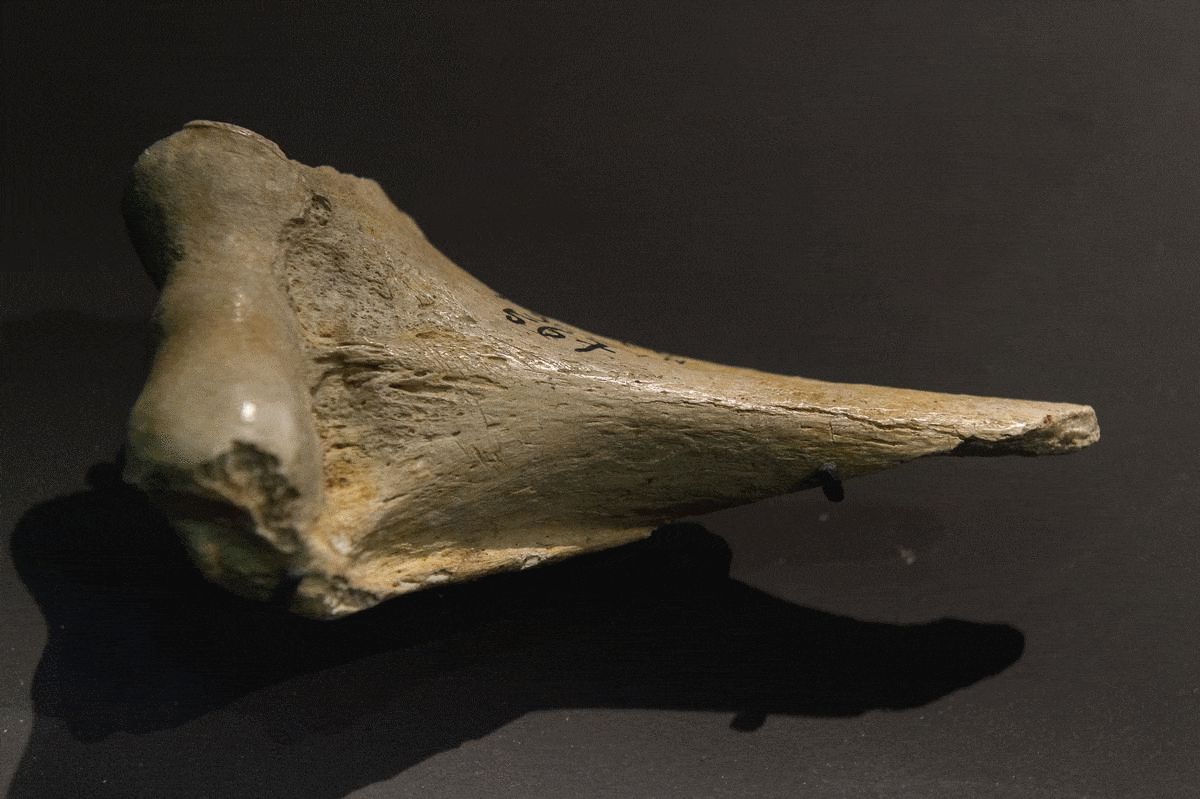 A photograph of several human-made cut marks on a large bone