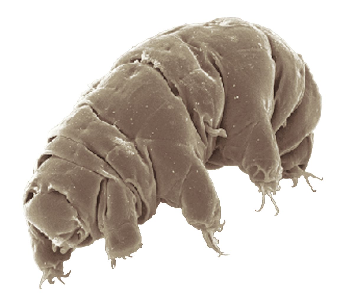 A photograph of a Tardigrade using a microscope