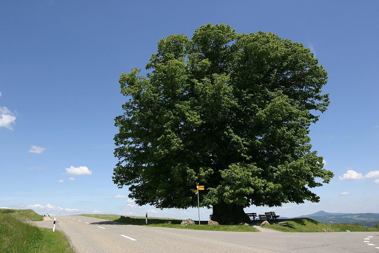 A photograph of a large tree