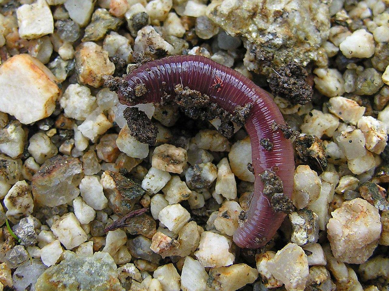 A photograph of a small earthworm