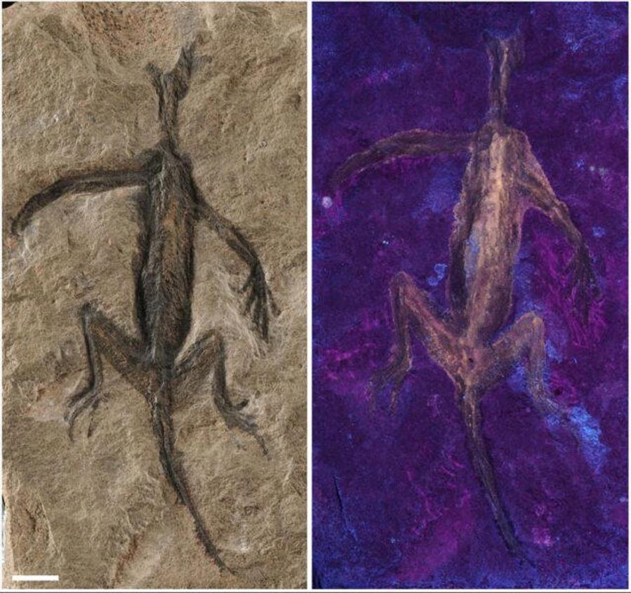 A photograph of the fossil under ultraviolet light