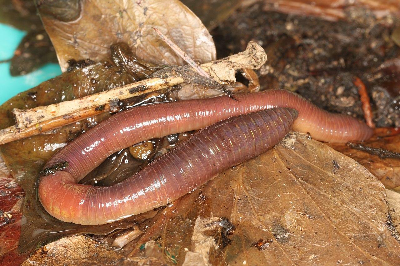 A photograph of a giant Earthworm