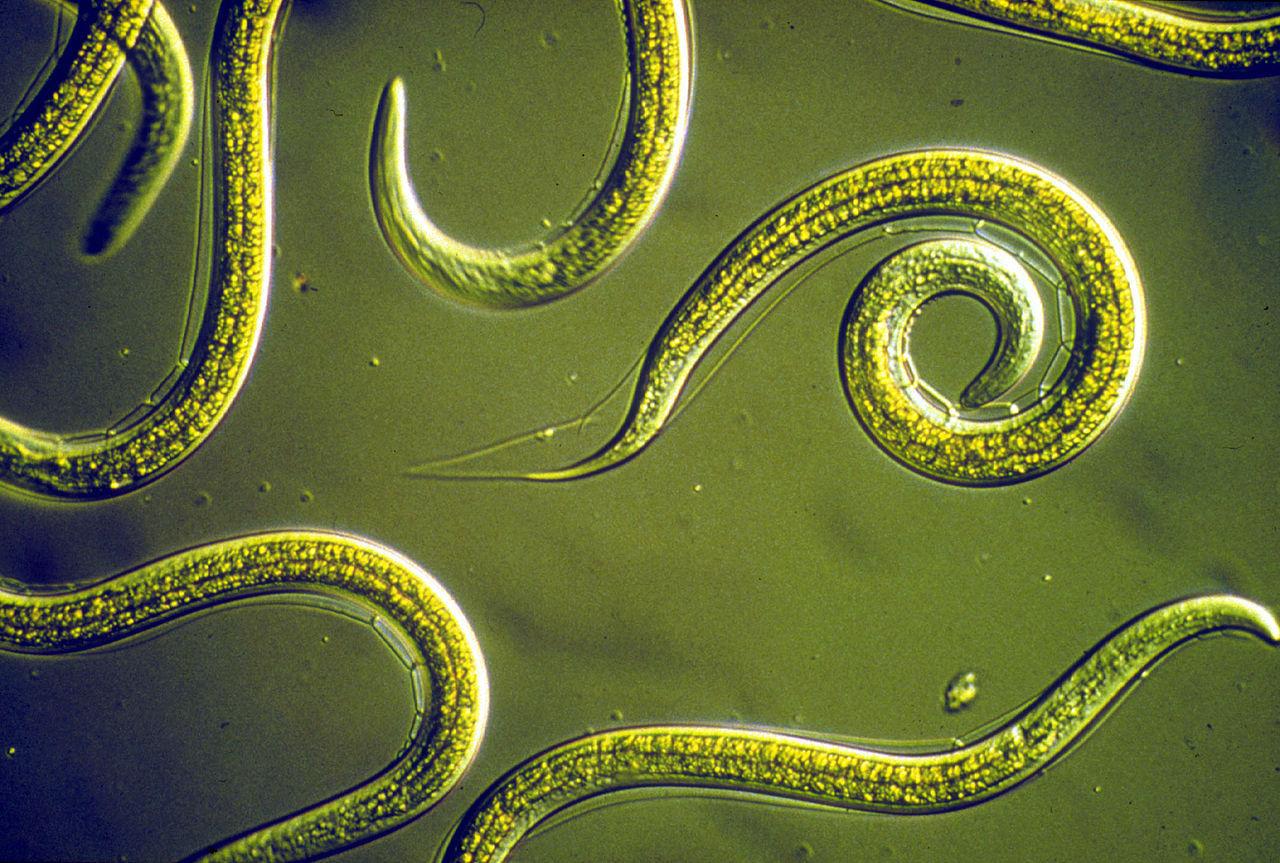 A photograph of several nematodes