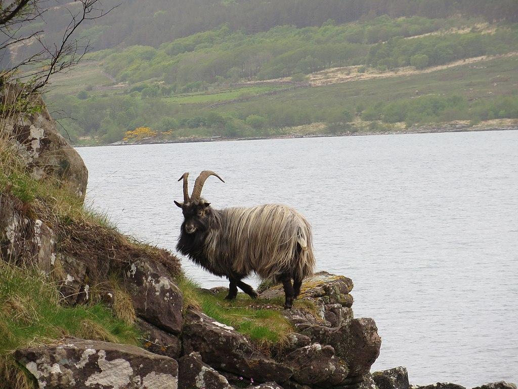 A photograph of a mountain goat on the Scottish island of Rum