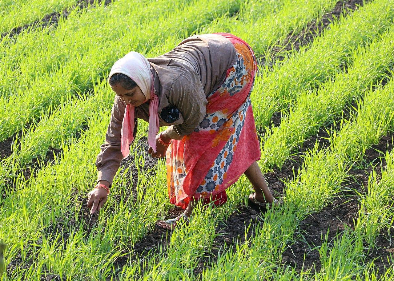 A photograph of a woman working in a rice field