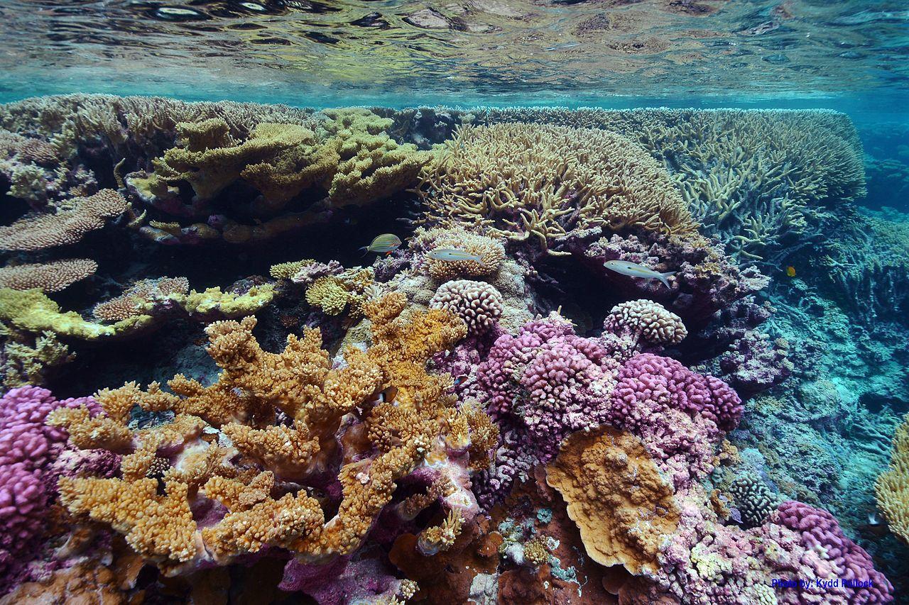 A photograph of a healthy concentration of coral reef below the surface
