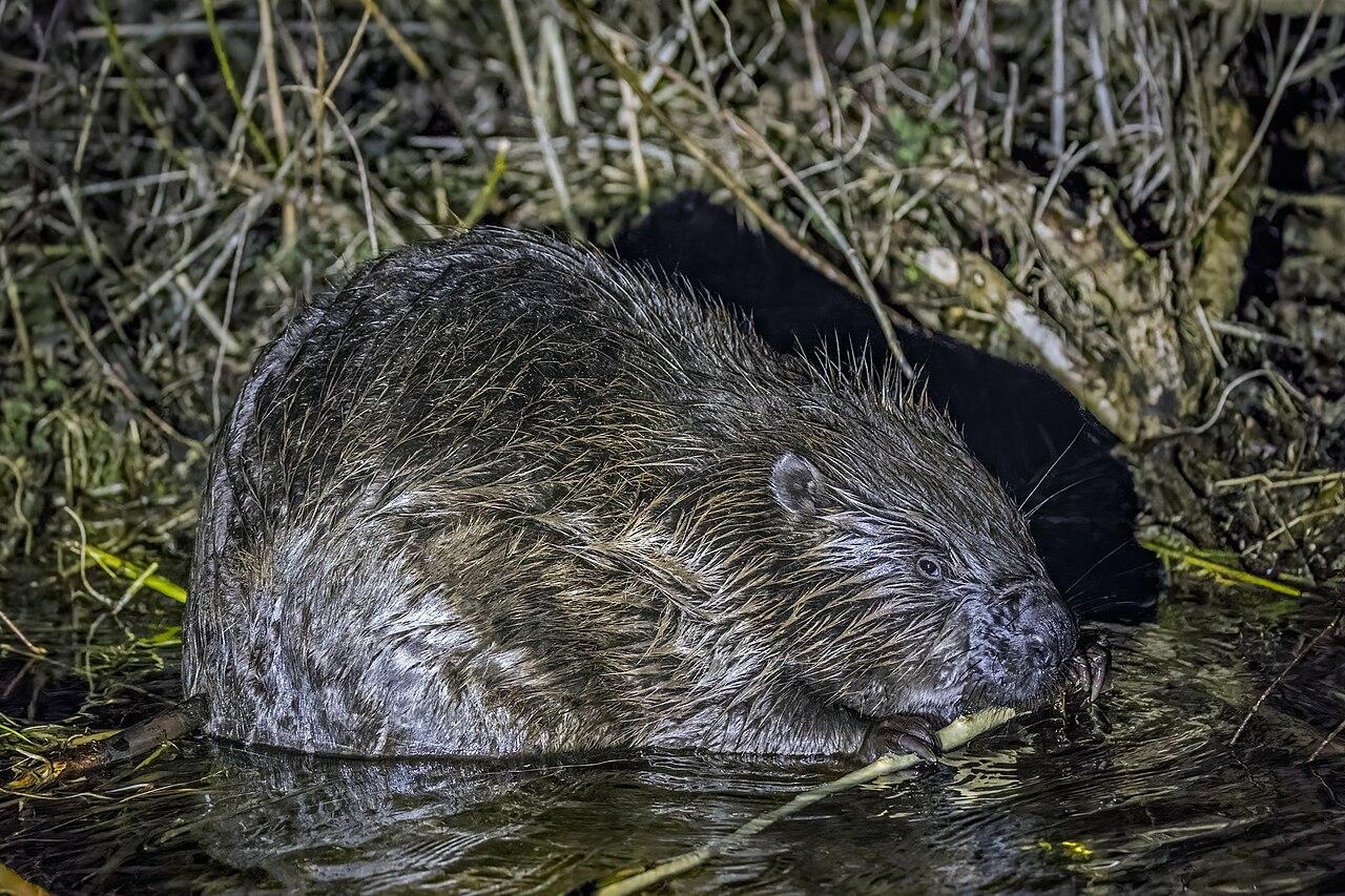 A photograph of a beaver in the water