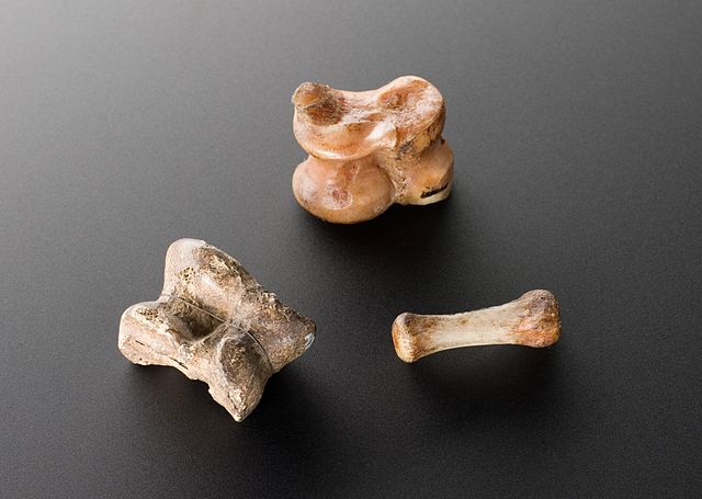 Bones