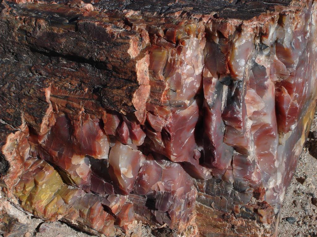 A photograph of a petrified tree stump