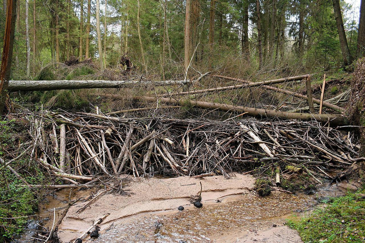 A photograph of a large beaver dam