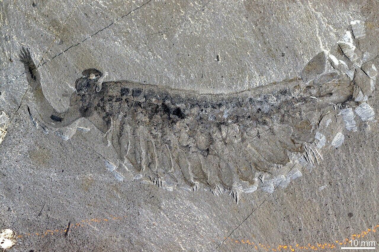 A photograph of an arthropod fossil