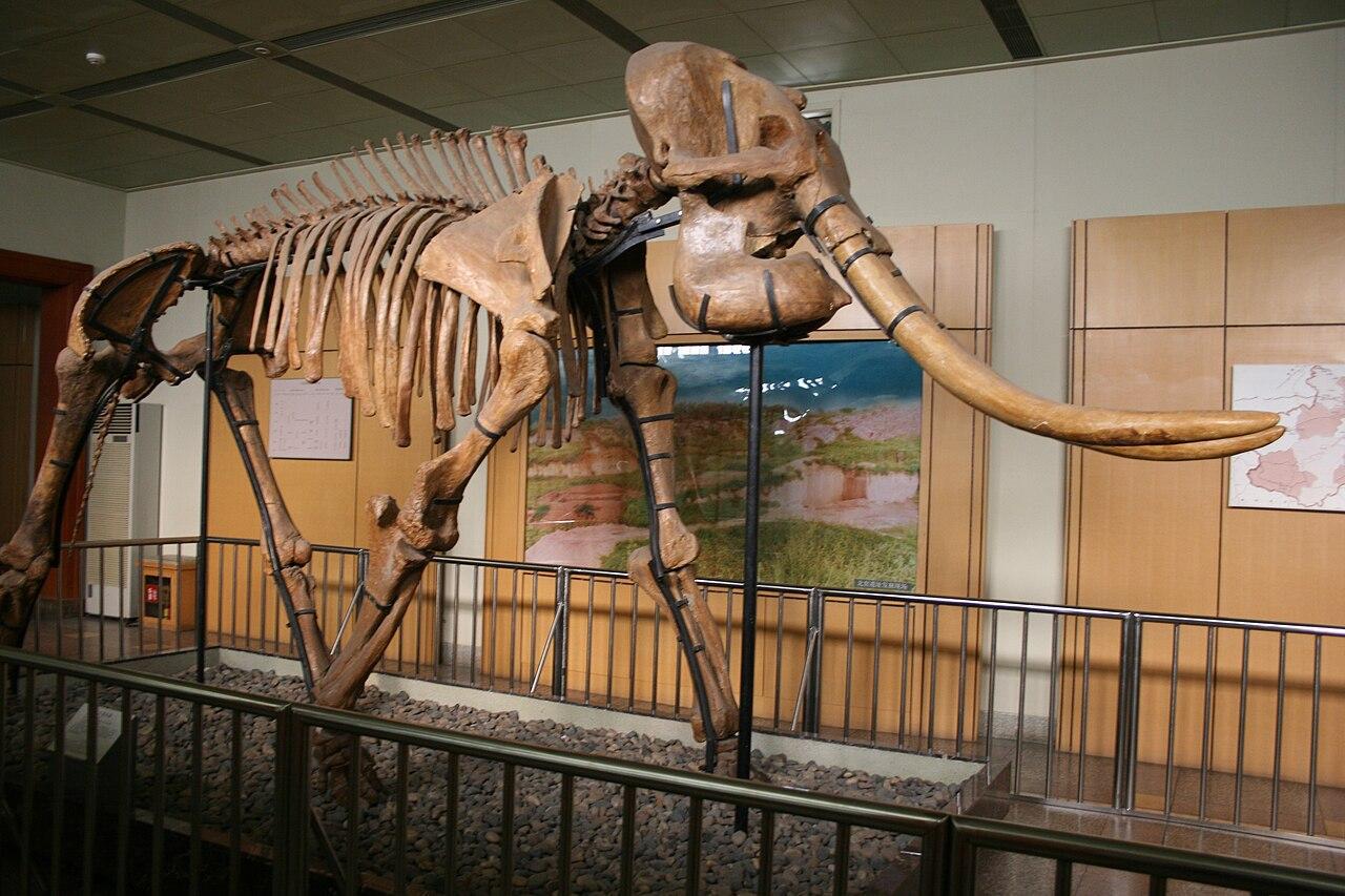 A fairly large mastodon skeleton on display