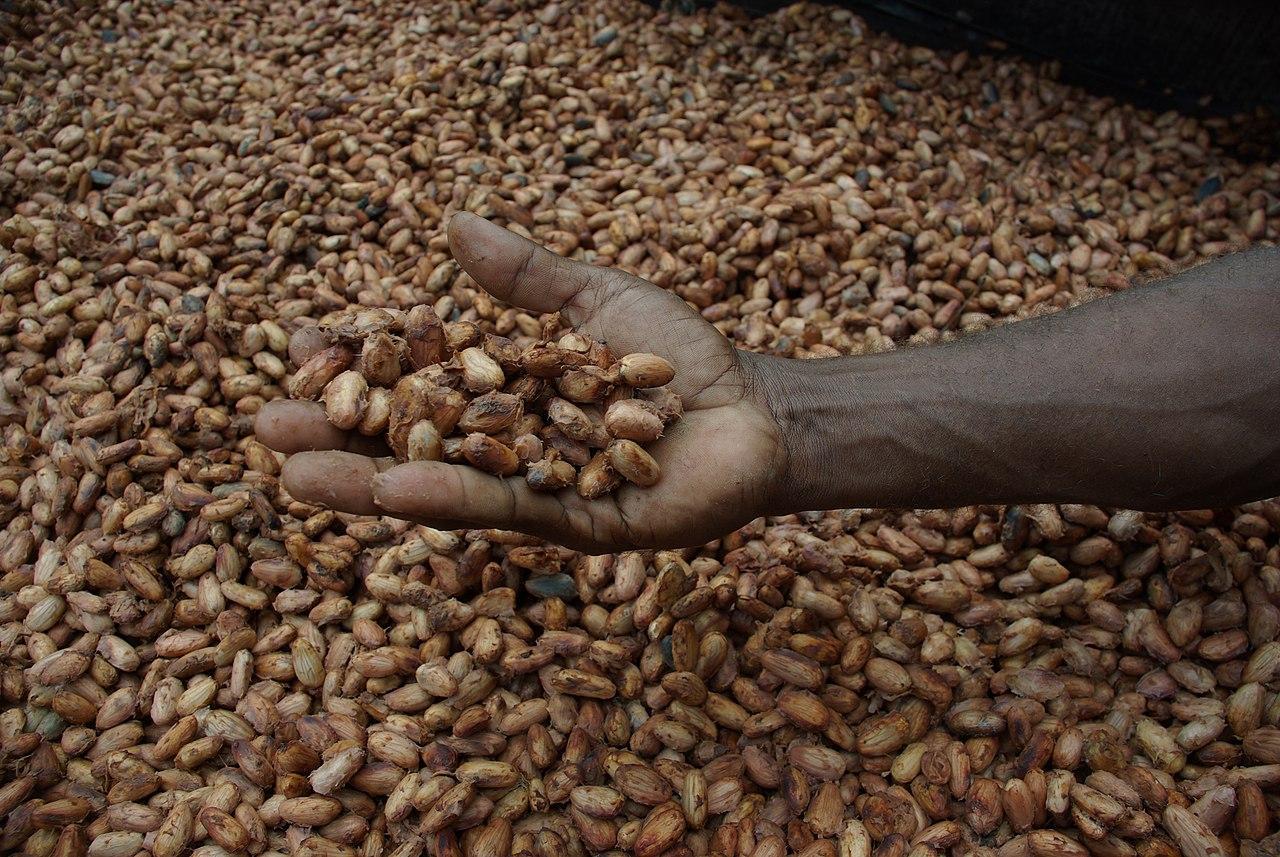 A photograph of a man holding Cocoa beans
