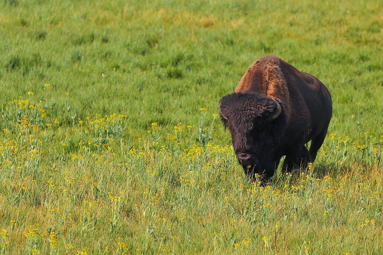 A photograph of a single bison in a field