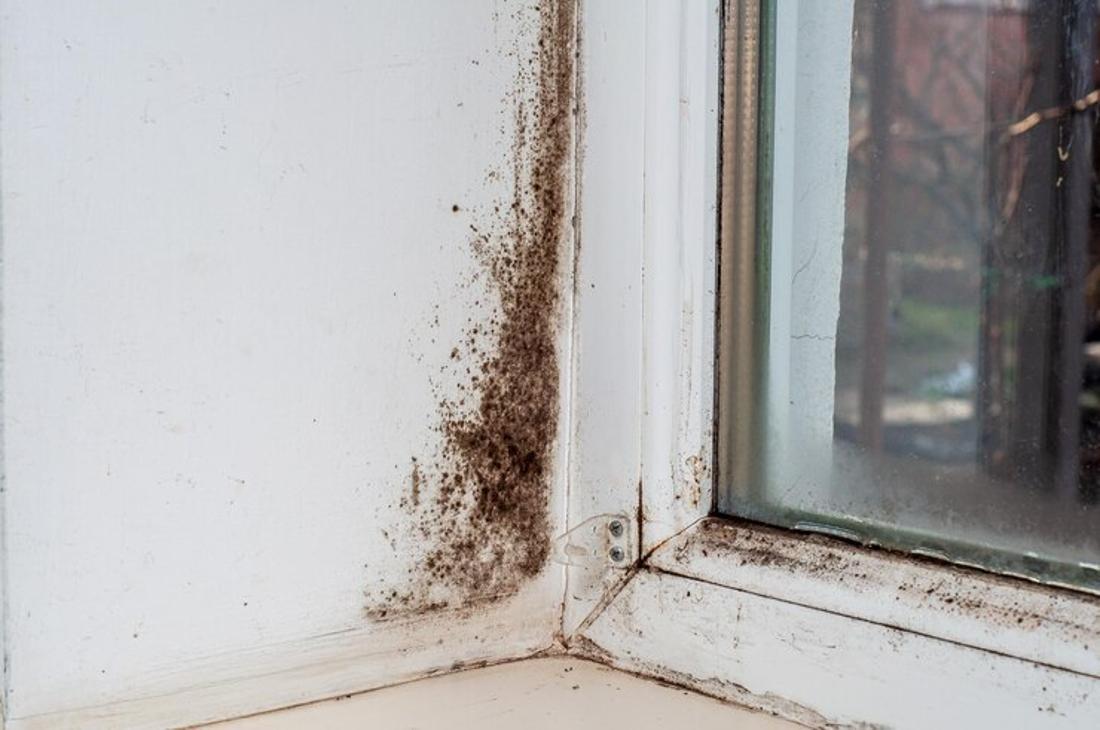 A photograph of mold growing inside a home