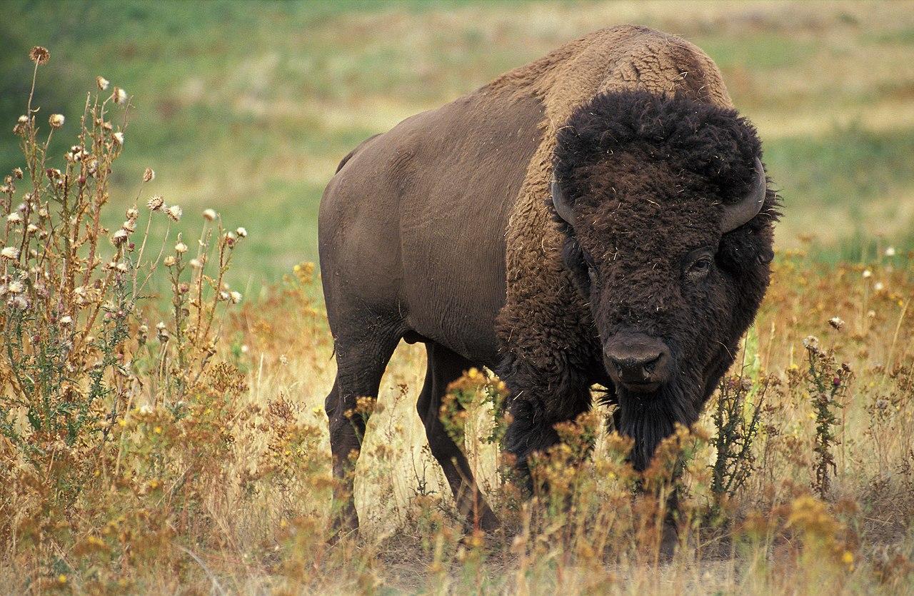 A photograph of a lone bison in a field