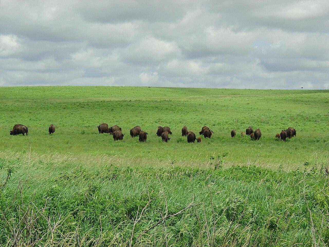 A photograph of a herd of bison in a field