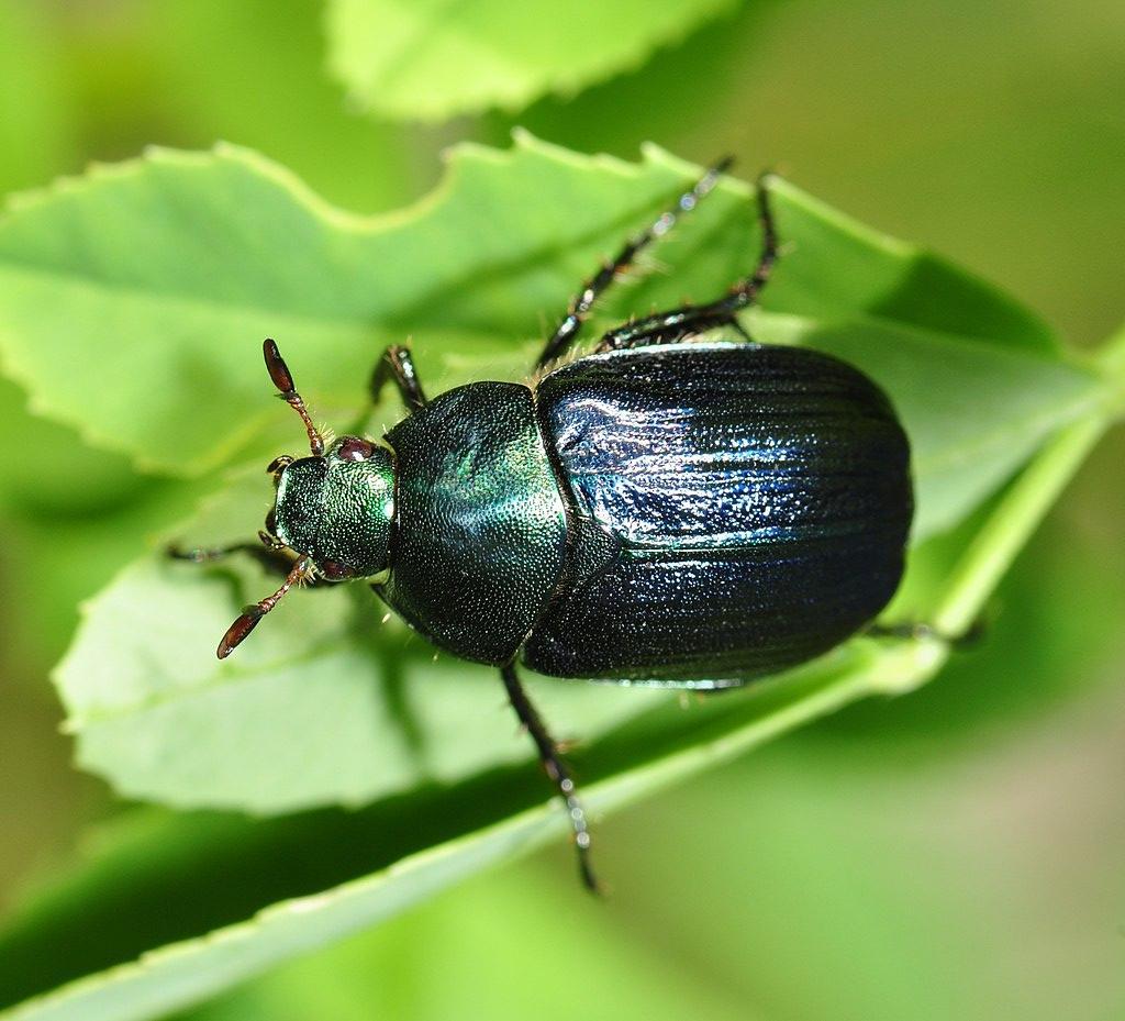 A photograph of a Scarab beetle