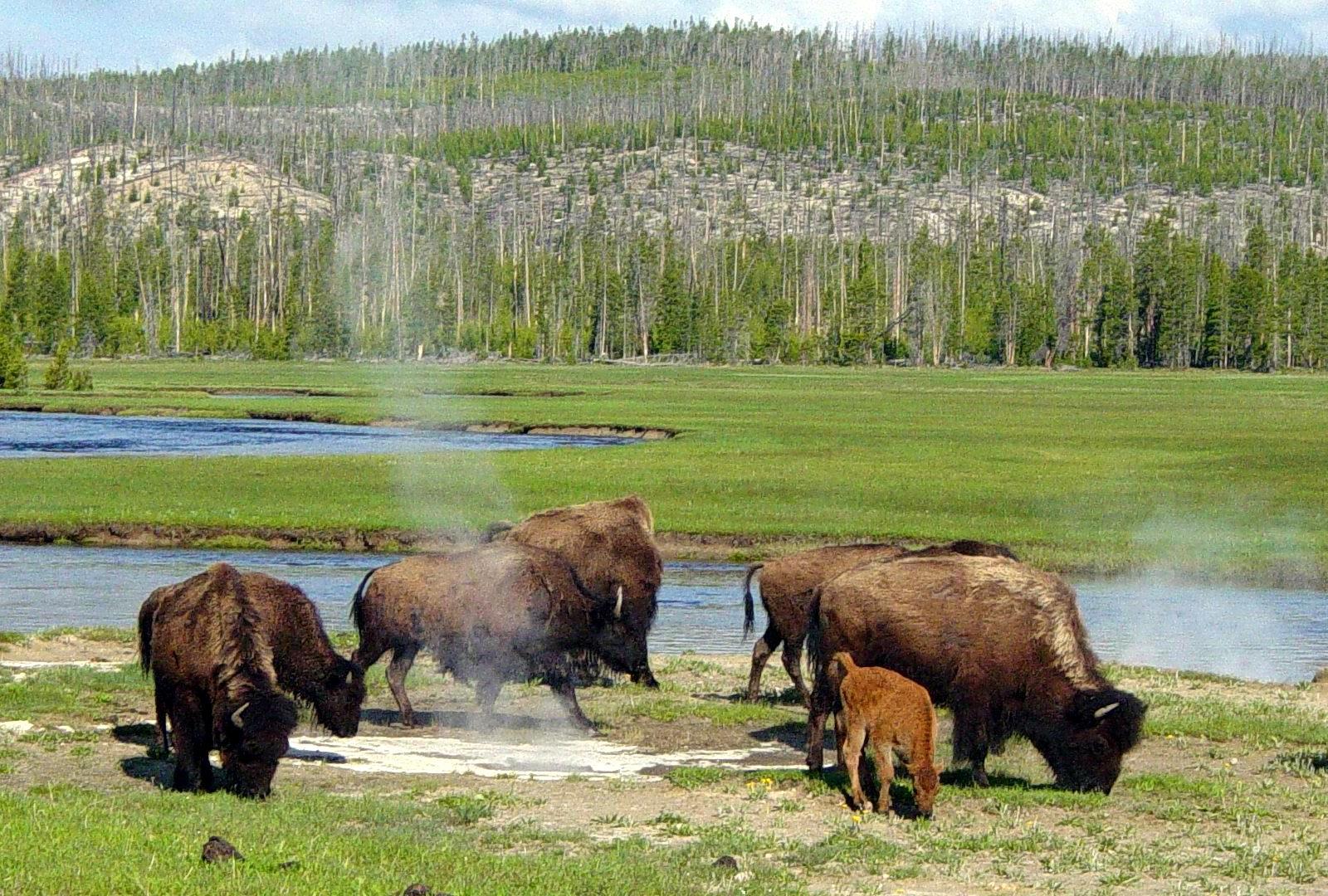 A photograph of bison in the wild