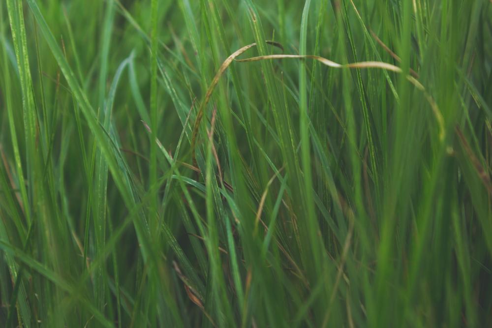 A photograph of long grass