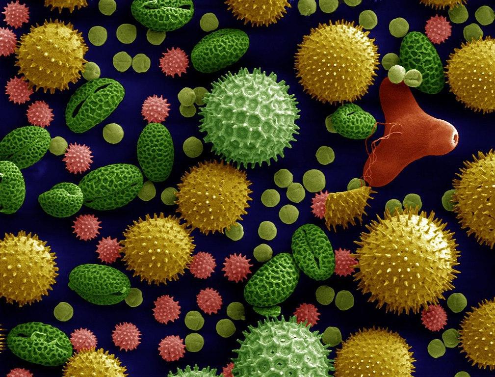 A photograph showcasing pollen through a microscope